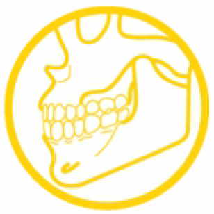 Illustration of skeleton jaw